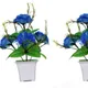 Pack Of 2__Chaudhary Flower