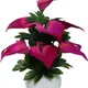 Pack Of 1__Chaudhary Flower