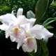 BUY COLOR__SIKDER NURSERY