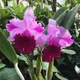 By Color__SIKDER NURSERY