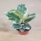 Multicolour__SIKDER NURSERY