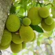 Green__SIKDER NURSERY
