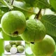 Green__SIKDER NURSERY