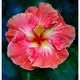 Multi Colour__SIKDER NURSERY