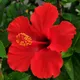Red__SIKDER NURSERY