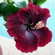 Multi Colour__SIKDER NURSERY