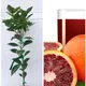 Orange__SIKDER NURSERY