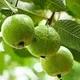 Green__SIKDER NURSERY
