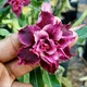 Multi Colour__SIKDER NURSERY