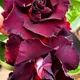 multi Colour__SIKDER NURSERY