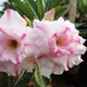 White__SIKDER NURSERY