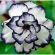 Multi Colour__SIKDER NURSERY