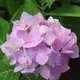 Bey Colour__SIKDER NURSERY