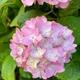 Bey Colour__SIKDER NURSERY