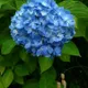 Bey Colour__SIKDER NURSERY