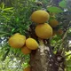 Green__SIKDER NURSERY