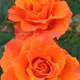 Orange__SIKDER NURSERY