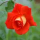 Orange__SIKDER NURSERY