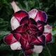 Multi Colour__SIKDER NURSERY