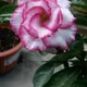 Multi Colour__SIKDER NURSERY