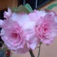 Multi Color__SIKDER NURSERY