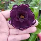 Multi Colour__SIKDER NURSERY