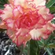 Multi Colour__SIKDER NURSERY
