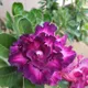 Purple__SIKDER NURSERY