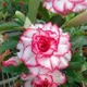 Multi Colour__SIKDER NURSERY