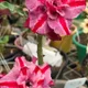 Multi Colour__SIKDER NURSERY