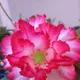 Multi Colour__SIKDER NURSERY