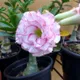 Multi Colour__SIKDER NURSERY