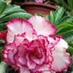 Multi Colour__SIKDER NURSERY
