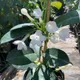 White__SIKDER NURSERY