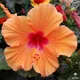 Orange__Bloomify
