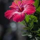 Multi Colour__Bloomify