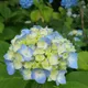 Bey Colour__Bloomify