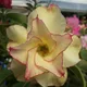 Yellow__Bloomify