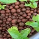 5 KG__Maq Urban Farms