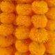 Orange__Apni market