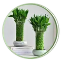 CATEGORY_LUCKY_BAMBOO_PLANT__U9G Store
