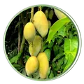 CATEGORY_HYBRID_MANGO_PLANT__Heaven Plant