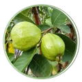 CATEGORY_HYBRID_GUAVA_PLANT__Heaven Plant