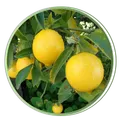 CATEGORY_HYBRID_LEMON_&_ORANGE_PLANT__Heaven Plant