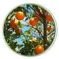 CATEGORY_HYBRID_FRUIT_PLANTS__Heaven Plant