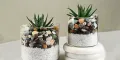 CATEGORY_INDOOR_PLANT__Plants Asian