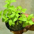 CATEGORIES_Indoor_plant__GRO PLANT 