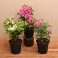 CATEGORY_OUTDOOR_PLANTS__Odeto Autums