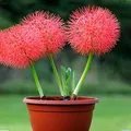 CATEGORY_FLOWER_PLANTS__Odeto Autums
