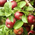 CATEGORY_FRUIT_PLANTS__Odeto Autums